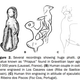 Illustration for article titled What do ancient penis decorations say about us?